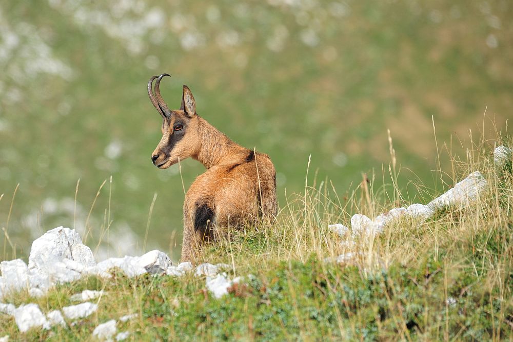 Camoscio appenninico - Rupicapra pyrenaica ornata