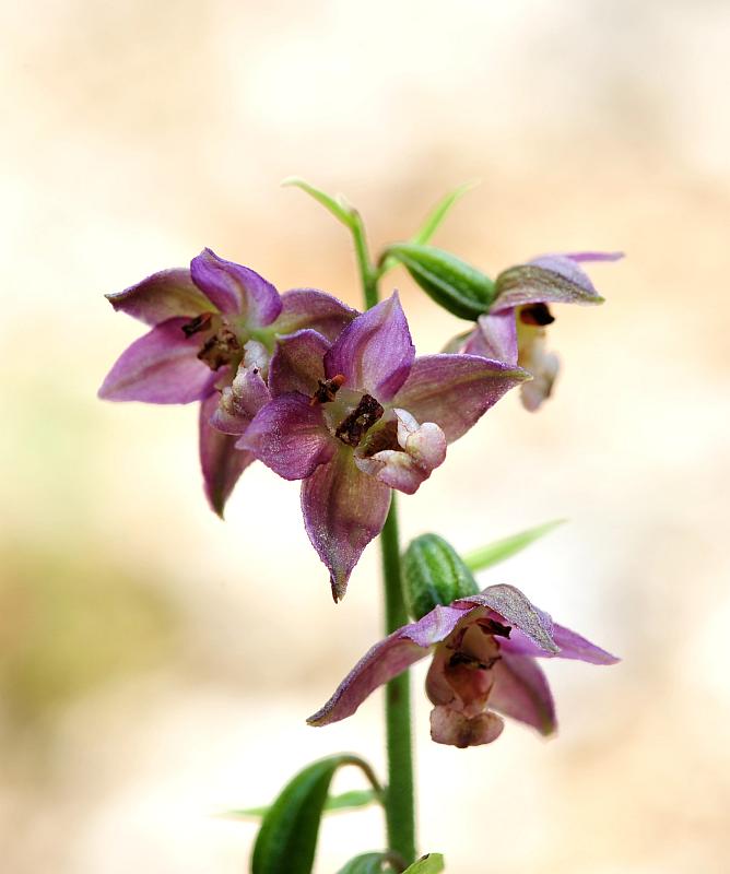 Epipactis da determinare