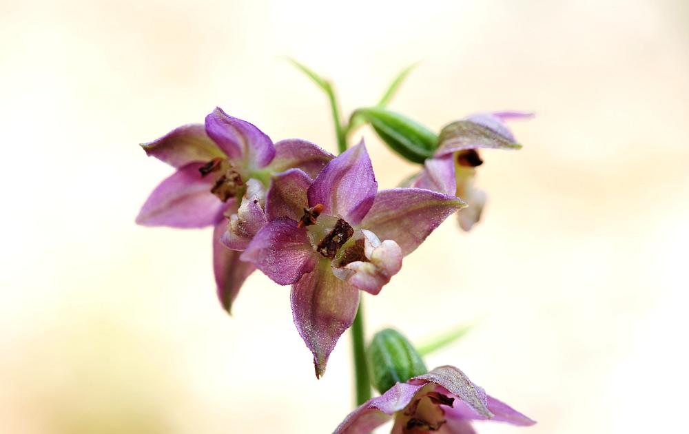 Epipactis da determinare