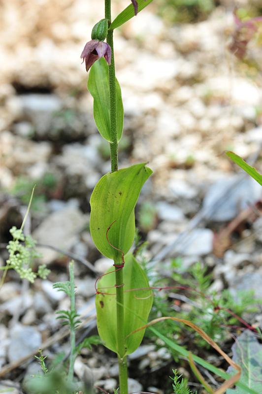 Epipactis da determinare