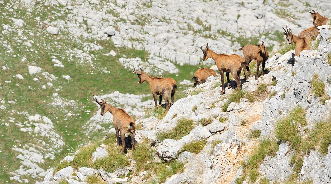 Camoscio appenninico - Rupicapra pyrenaica ornata