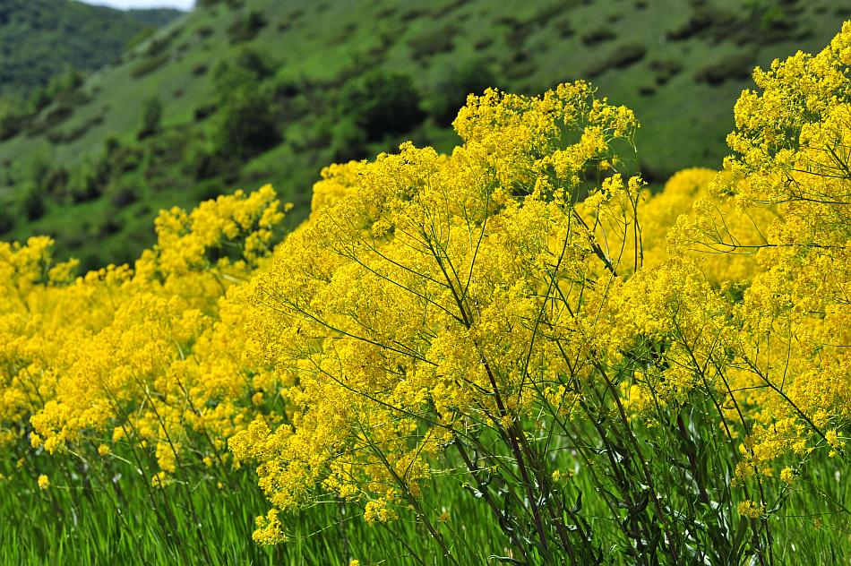 Esplosione di colori nel Parco Nazionale d''Abruzzo