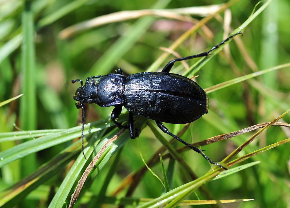 Carabus (Archicarabus) rossii