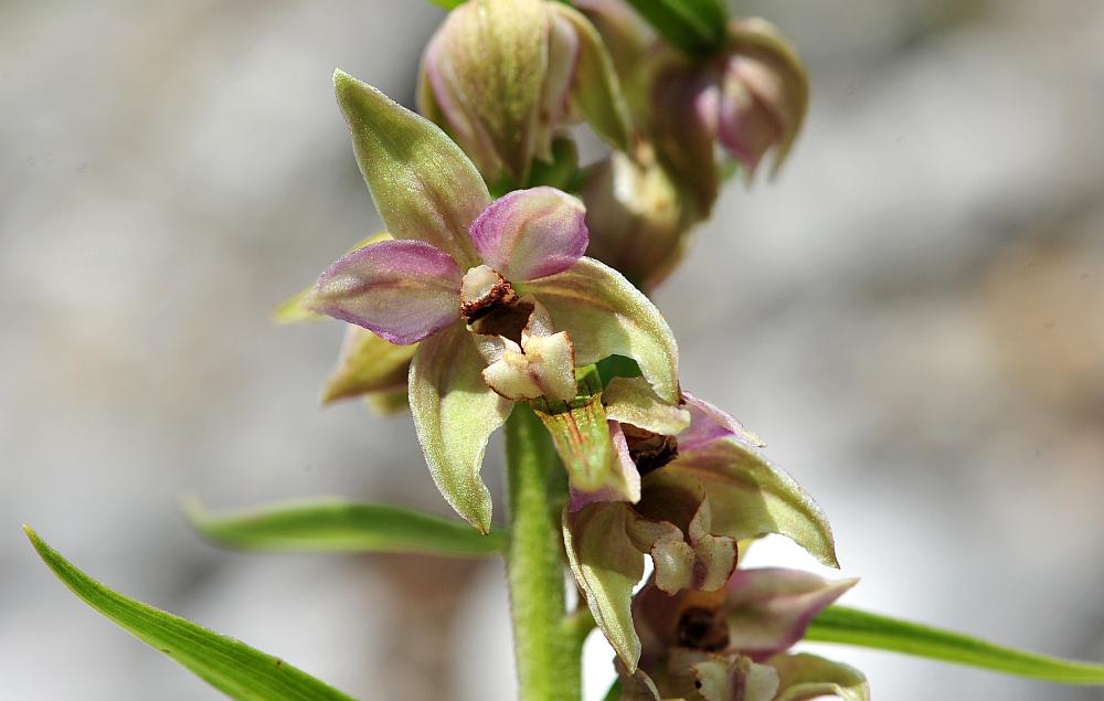 Epipactis da determinare