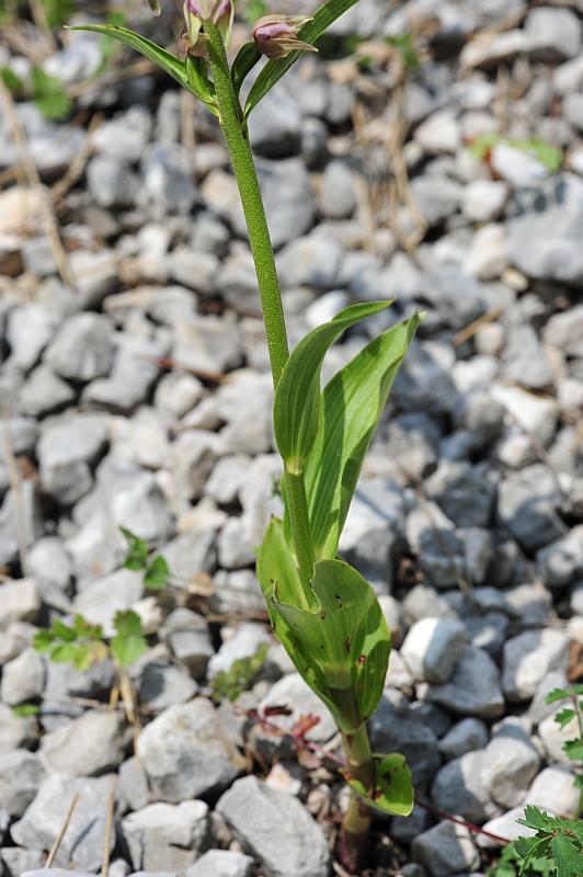 Epipactis da determinare