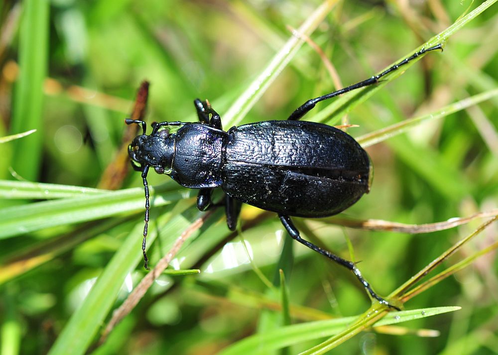 Carabus (Archicarabus) rossii