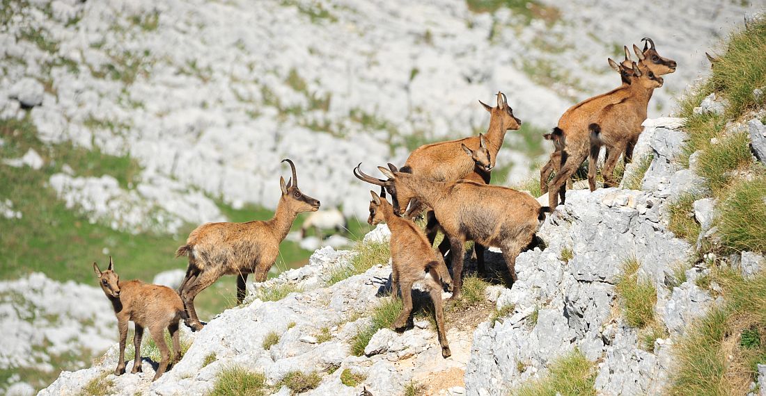 Camoscio appenninico - Rupicapra pyrenaica ornata