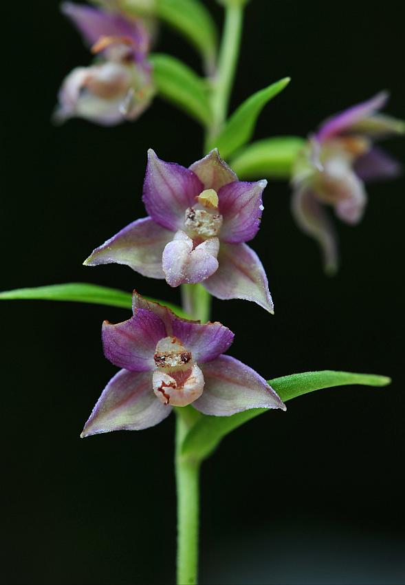 Epipactis da determinare