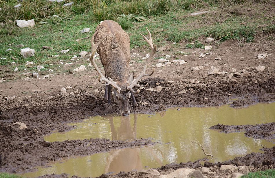 Il bramito dei cervi nel PNALM