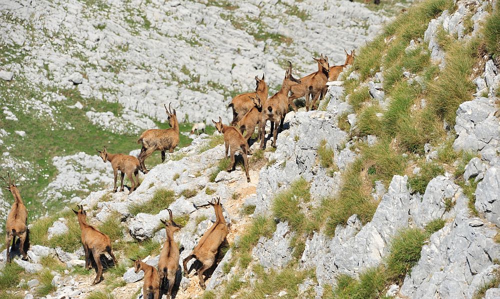 Camoscio appenninico - Rupicapra pyrenaica ornata