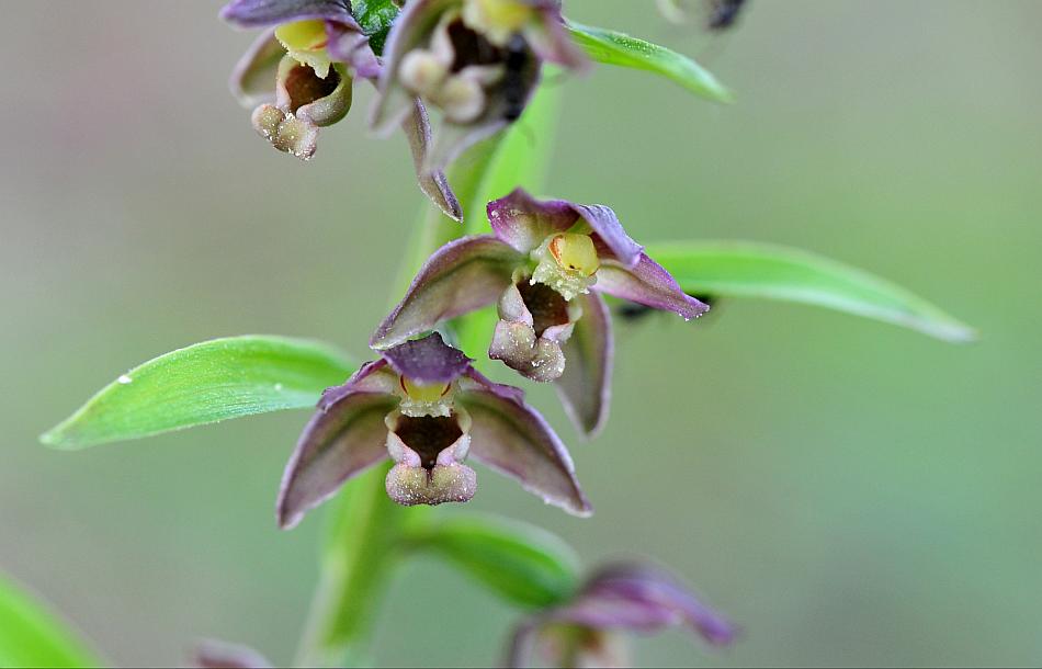 Epipactis da determinare