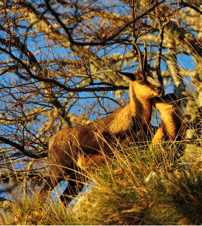 Camoscio appenninico - Rupicapra pyrenaica ornata