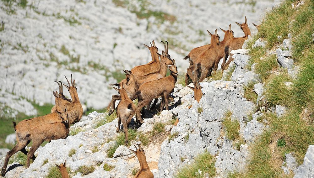 Camoscio appenninico - Rupicapra pyrenaica ornata