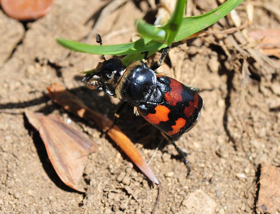 Nicrophorus nigricornis e ...?