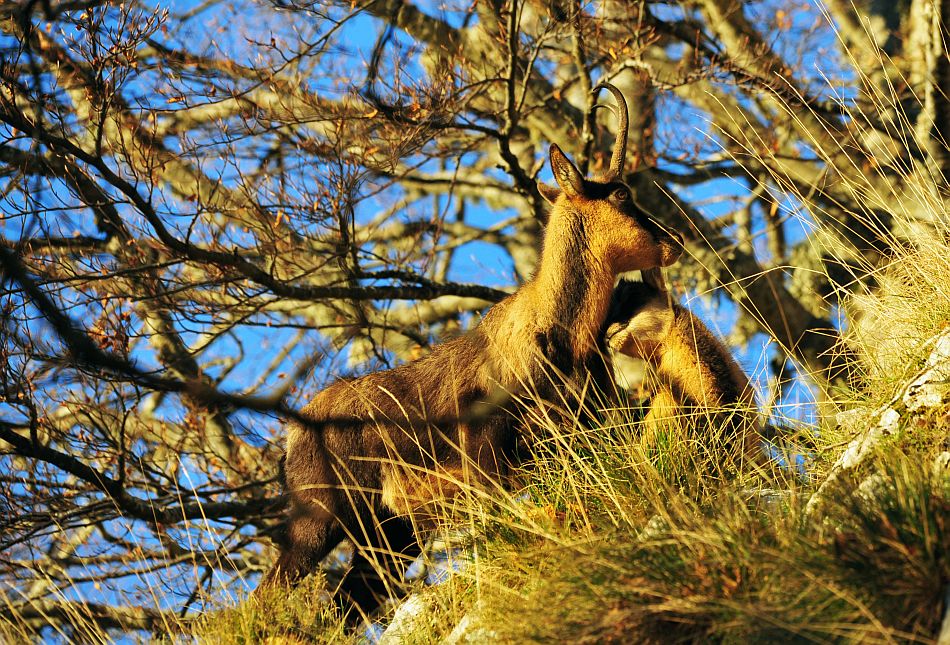 Camoscio appenninico - Rupicapra pyrenaica ornata