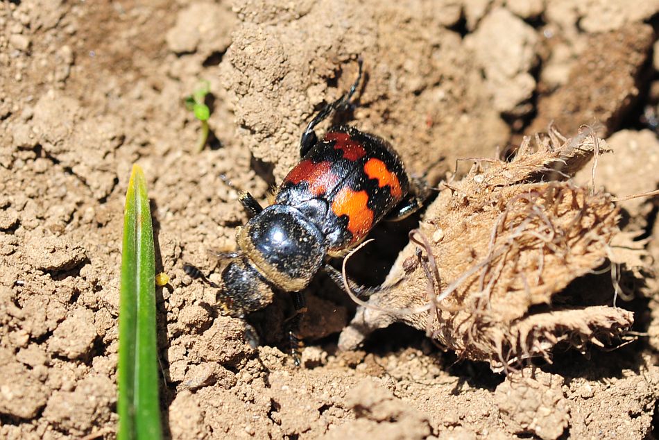 Nicrophorus nigricornis e ...?