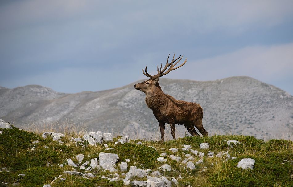 Il bramito dei cervi nel PNALM