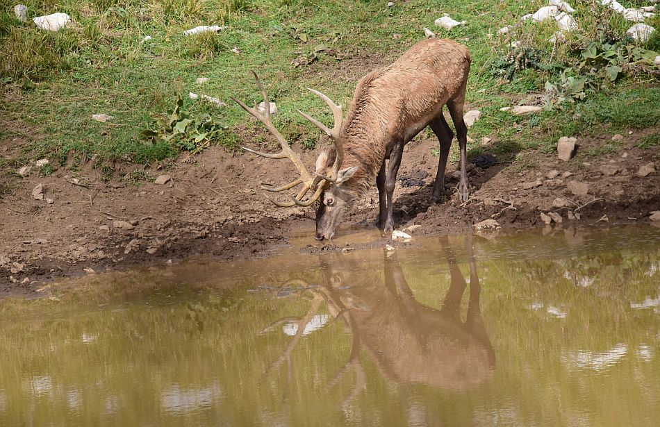 Il bramito dei cervi nel PNALM