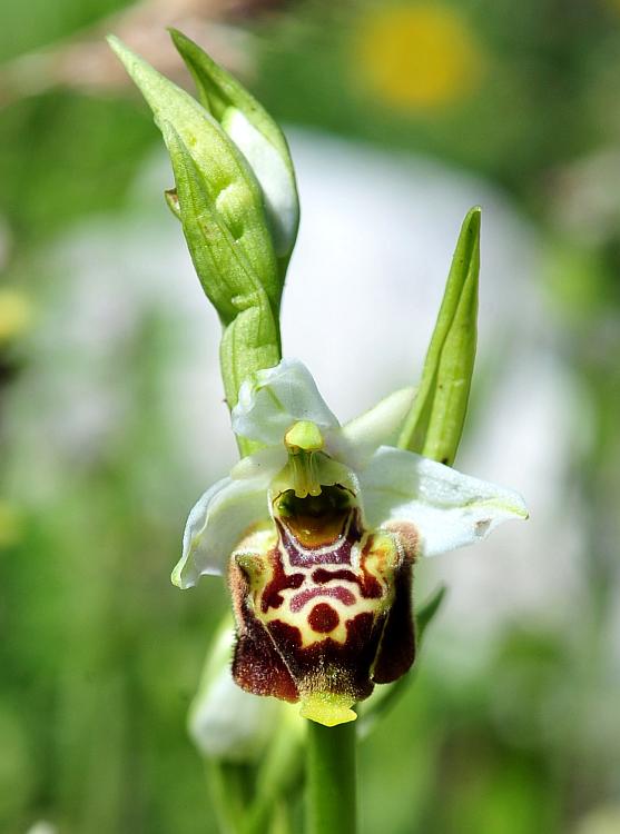 Ophrys dinarica / Ofride dinarica