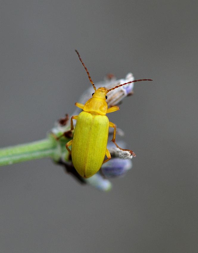 Da determinare - Cteniopus sulphureus (Tenebrionidae)