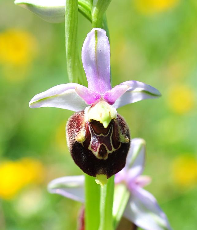 Ophrys dinarica / Ofride dinarica