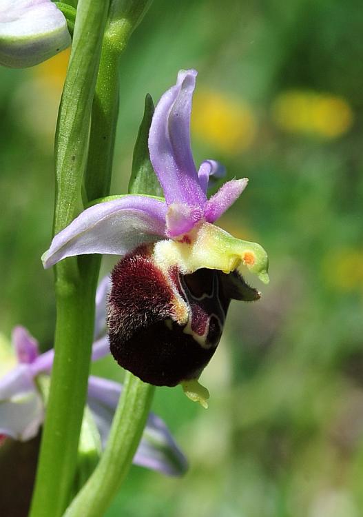 Ophrys dinarica / Ofride dinarica