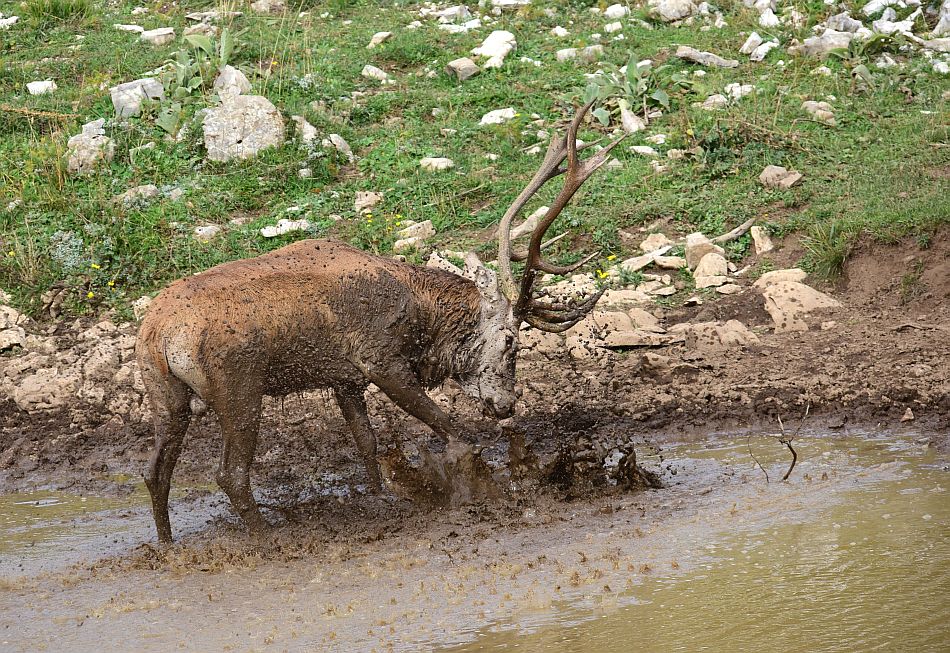 Il bramito dei cervi nel PNALM