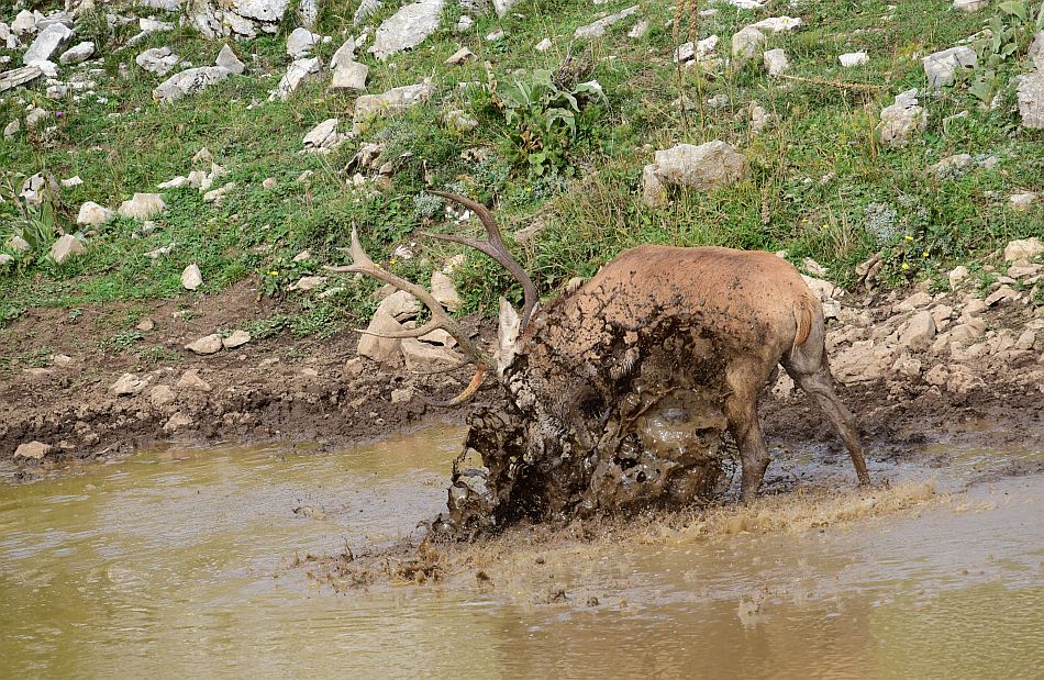 Il bramito dei cervi nel PNALM