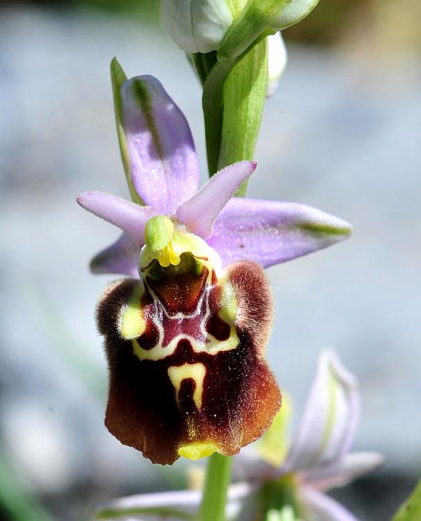 Ophrys dinarica / Ofride dinarica