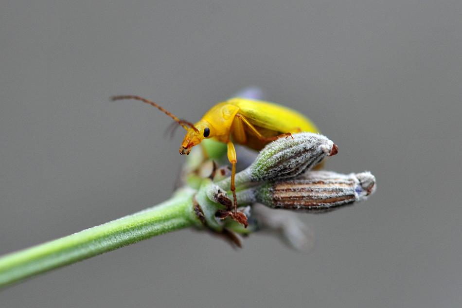 Da determinare - Cteniopus sulphureus (Tenebrionidae)