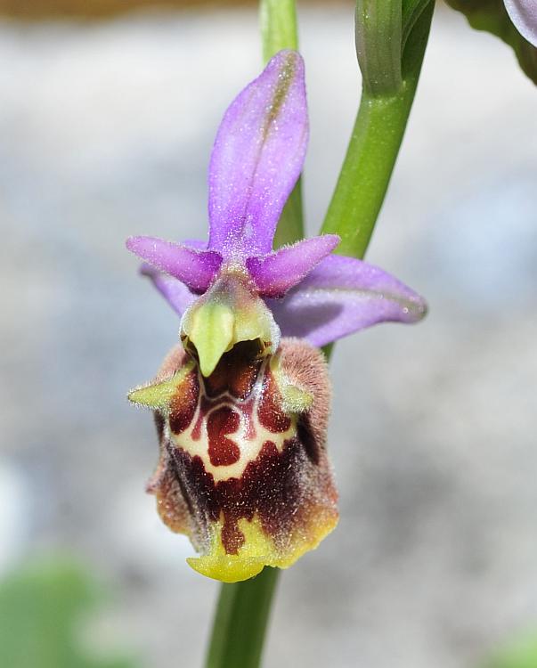 Ophrys dinarica / Ofride dinarica