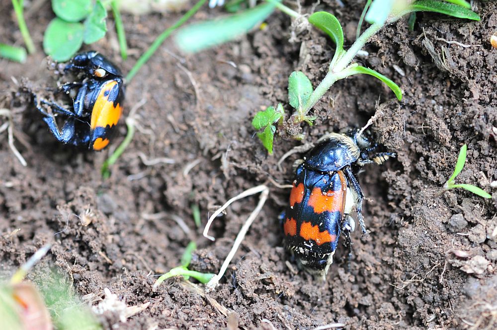 Nicrophorus nigricornis e ...?