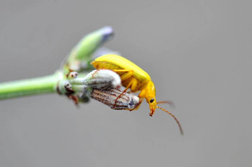 Da determinare - Cteniopus sulphureus (Tenebrionidae)