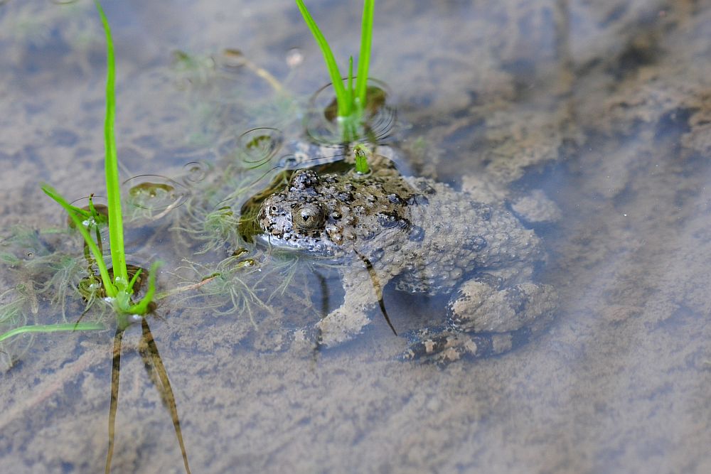 Finalmente l''ululone