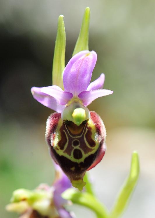 Ophrys dinarica / Ofride dinarica