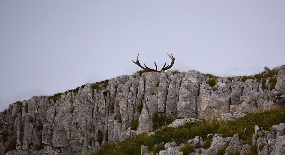 Il bramito dei cervi nel PNALM