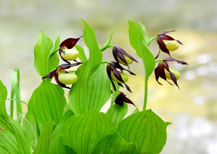 Cypripedium calceolus