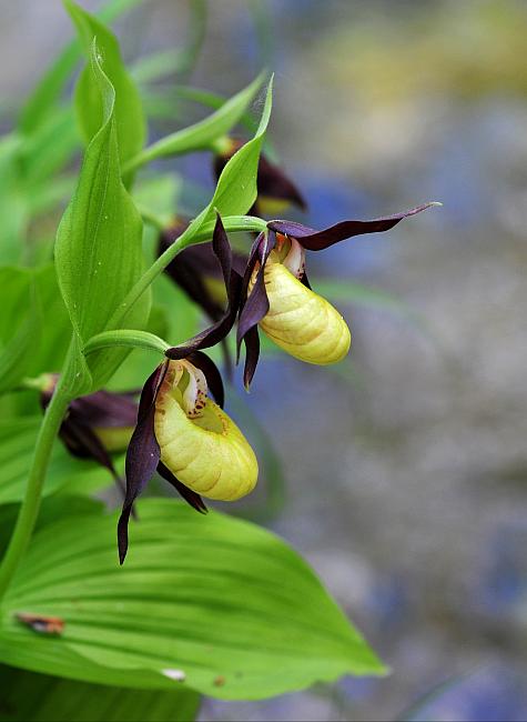 Cypripedium calceolus