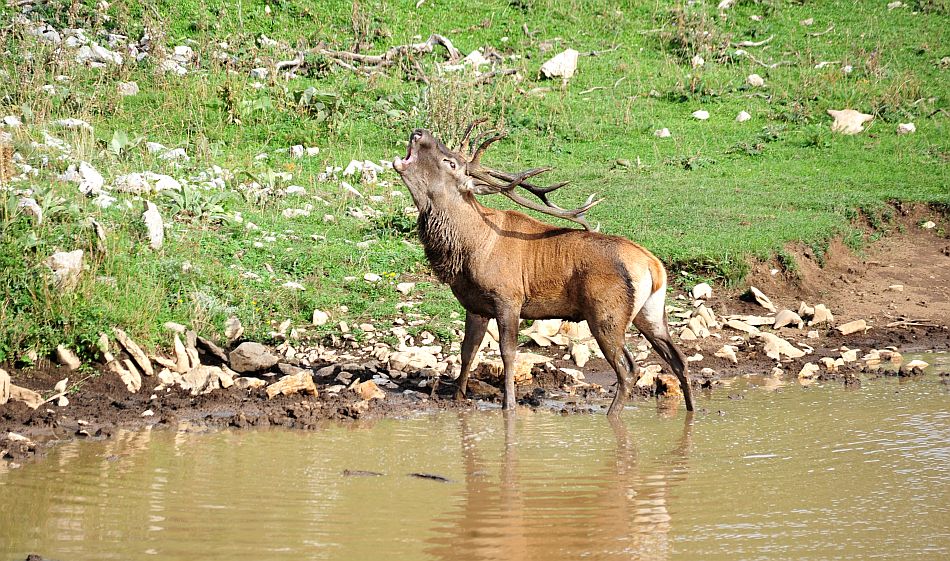 Il bramito dei cervi nel PNALM