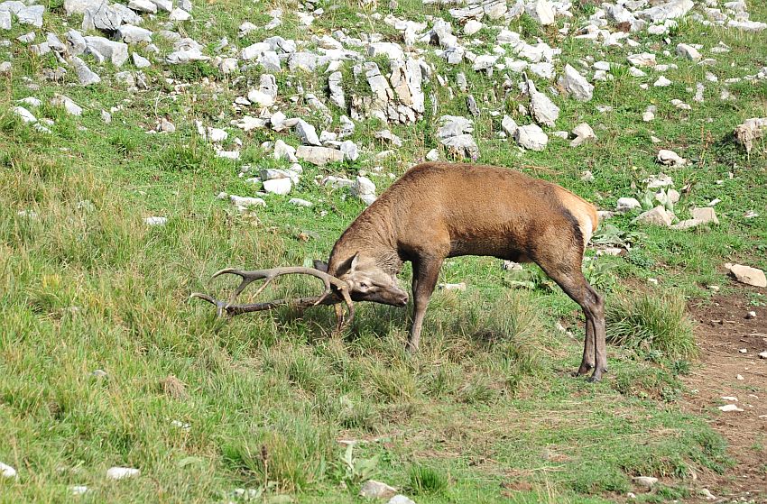 Il bramito dei cervi nel PNALM