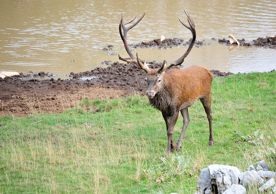 Il bramito dei cervi nel PNALM