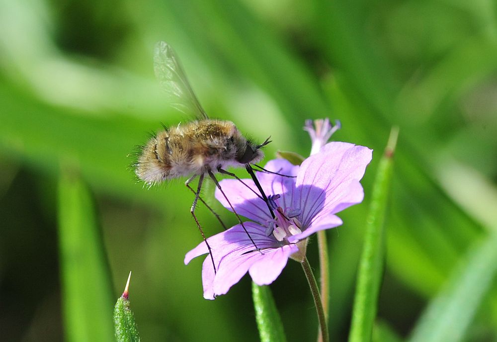 Bombyliidae da determinare