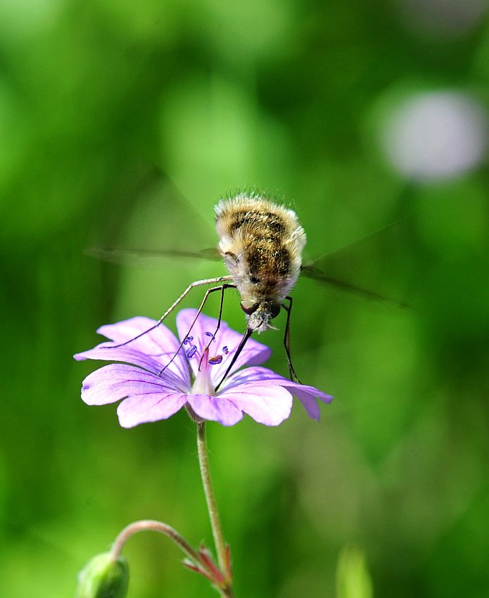 Bombyliidae da determinare