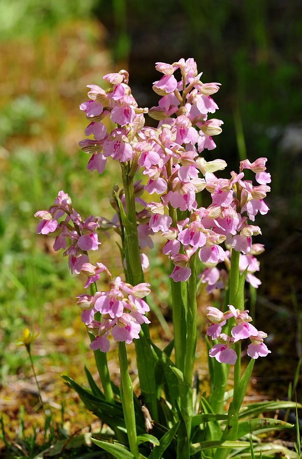 Solo un''orchis morio  ... bellissima