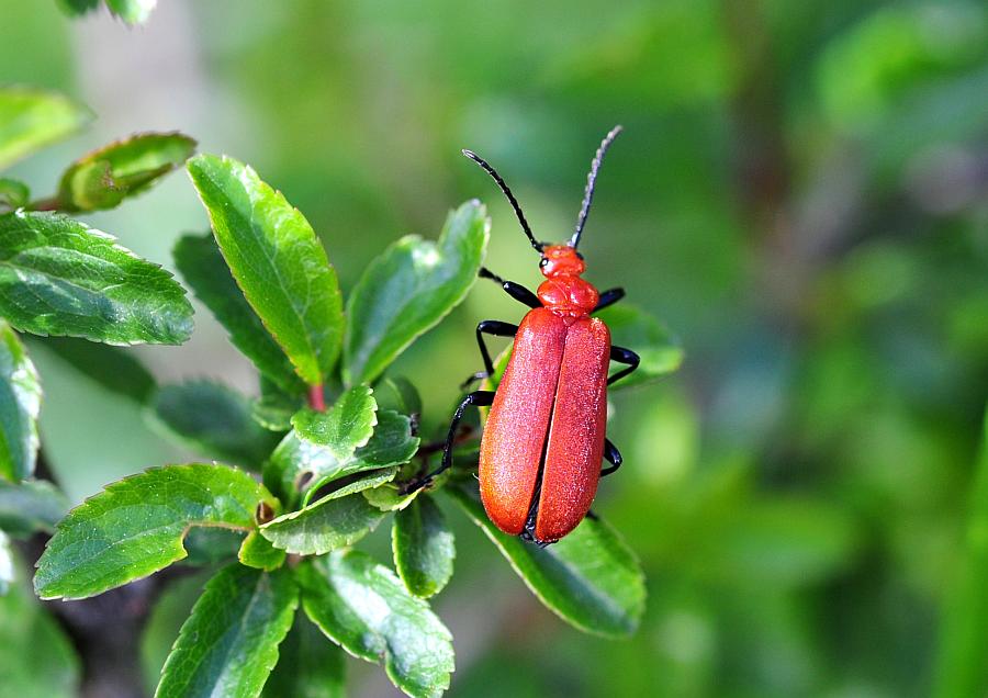 Lygistopterus sp.? No, Pyrochroa serraticornis