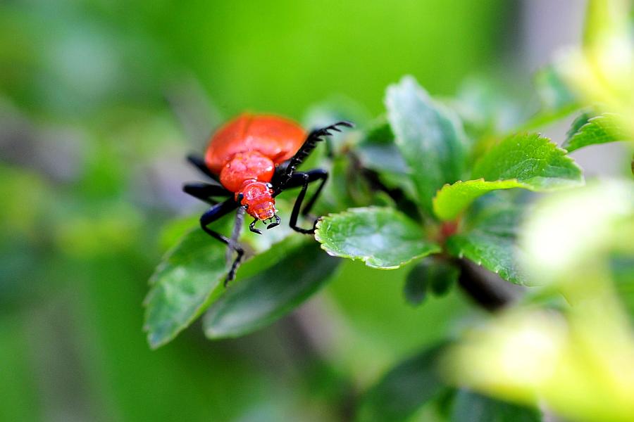 Lygistopterus sp.? No, Pyrochroa serraticornis