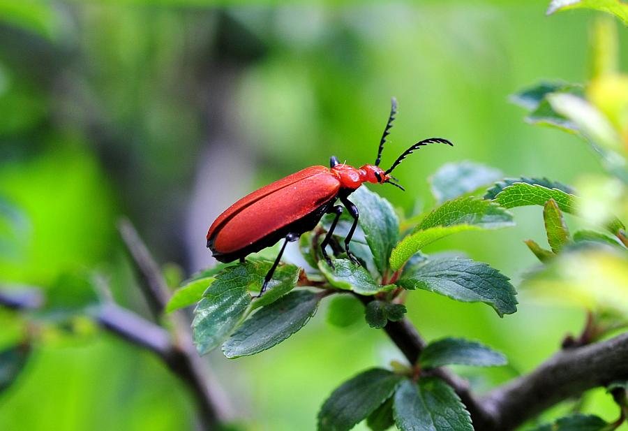 Lygistopterus sp.? No, Pyrochroa serraticornis