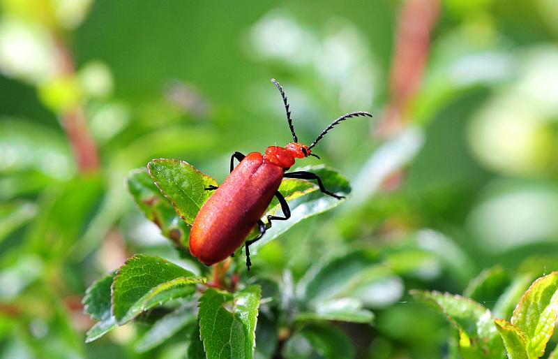 Lygistopterus sp.? No, Pyrochroa serraticornis