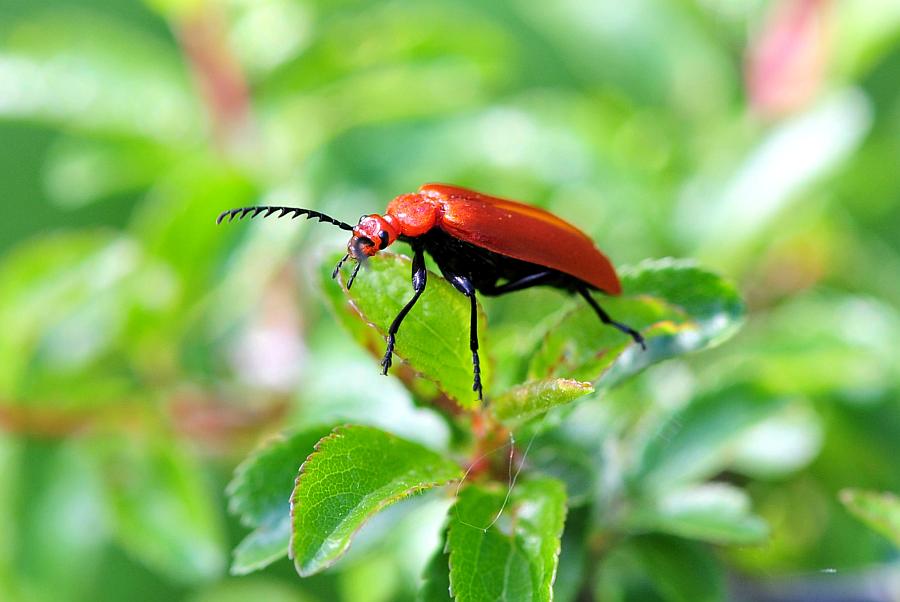 Lygistopterus sp.? No, Pyrochroa serraticornis