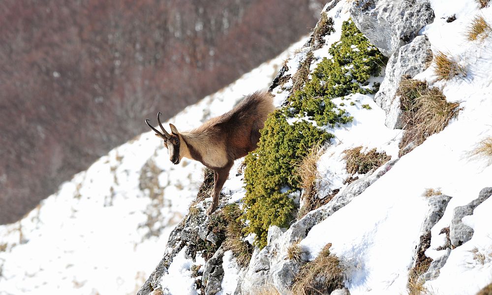 Camoscio appenninico - Rupicapra pyrenaica ornata